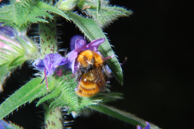 Bombus pascuorum